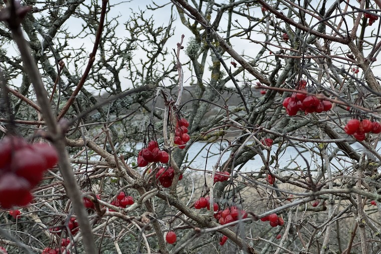 Vrångö-koltrast-blogg