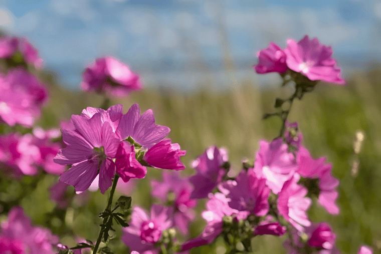 malovor, Vrångö,sommar