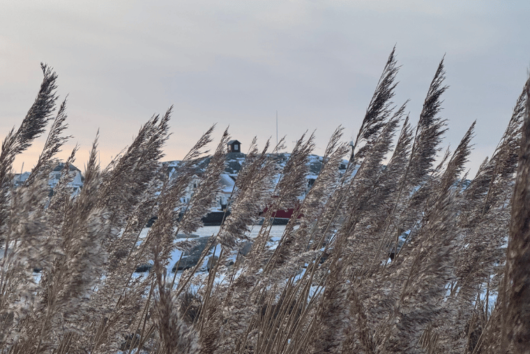 Vrångö, utkiken, vass, vinter