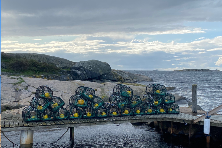 Hummertinor Snigen Vrångö 2026